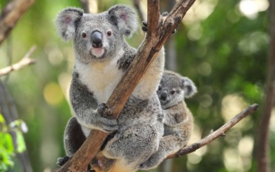 Australian govt lists Koalas as endangered species