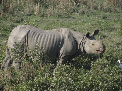 Man killed in rhino attack in Assam’s Majuli