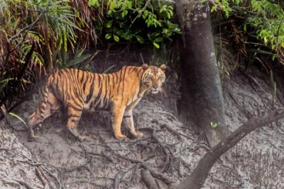 Tiger poached in Madhya Pradesh: Reports