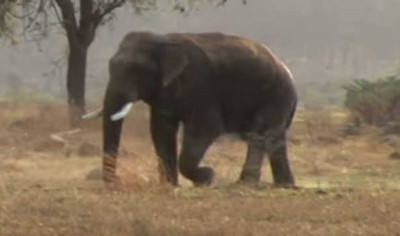 Wild tuskers wreak havoc in Jharkhand, kill 9