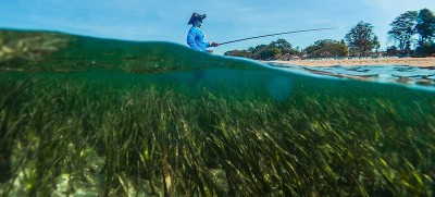 First-ever World Seagrass Day focuses on conservation