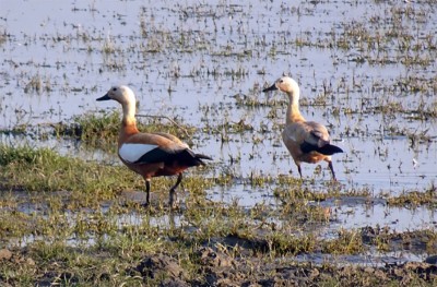 Assam: Deepor Beel records more than 26,000 birds of 97 species