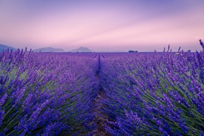 Kashmir's lavender revolution empowers women and transforms agriculture, aiming for world's largest herbal sanctuary