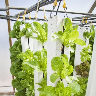 Meghalaya trains local farmers in hydroponic farming to boost agricultural yields