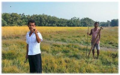 Assam: Seasonal solar fence to protect paddy from wild elephants in crop fields