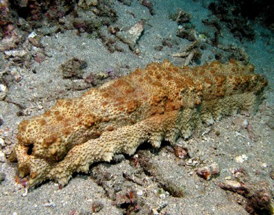 Sri Lanka's sea cucumber industry is facing trouble: Reports