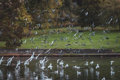 Shrinking ponds in urban areas threaten ecosystem and increase flood risks