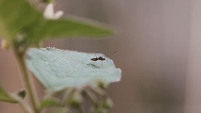 Bangladesh: Dengue hospitalisation crosses 20,000