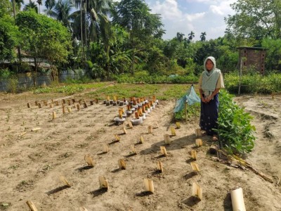 Tribal women farmers in Tripura village embrace organic farming, transforming livelihoods and nourishing community