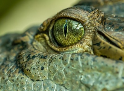 Odisha: Crocodile attacks woman in coastal Kendrapara, dies