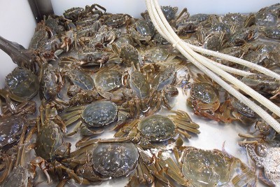 Taiwan's decision to reject tonnes of 'toxic' Shanghai hairy crabs triggers concern about Chinese food's ill effects