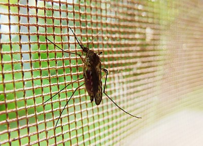 Bhutan: Govt aims to eliminate malaria by 2025