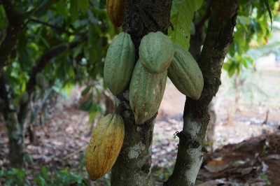 World's top cocoa producer Ivory Coast targets Indian market to reduce dependence on Europe: Report