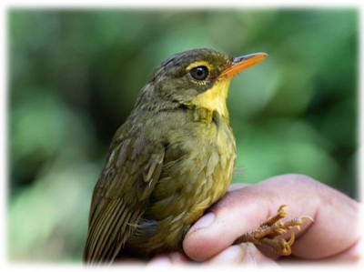 Mysterious songbird Dusky Tetraka makes surprise reappearance in Madagascar after eluding scientists for 24 years