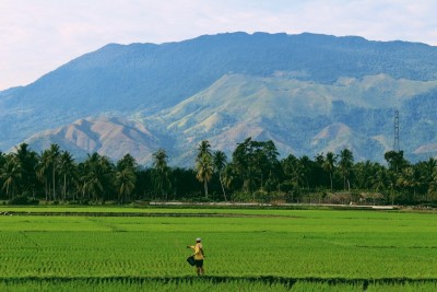 Kharif Crop sowing crosses 1077.82 lakh hectares