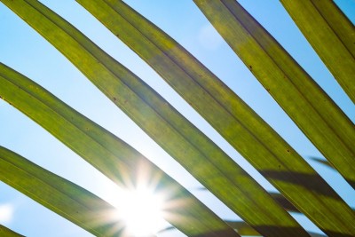 Kolkata scientists develop new artificial light-harvesting system using organic nanotubes