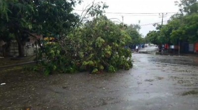 Cyclone Biporjoy landfall process starts: In images stormy sea, uprooted trees in Gujarat's Porbandar