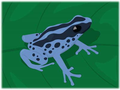 New frog species found in Arunachal Pradesh, named Chanakya