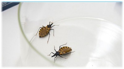 World Chagas Day calls for primary health care to track ‘silent’ disease