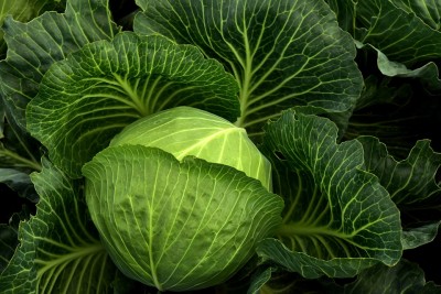 Several varieties of cauliflower, chillies cultivated in Assam