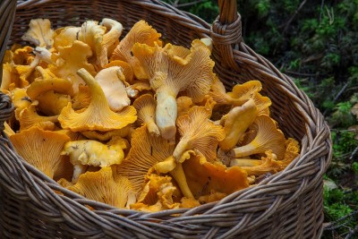 Arunachal Pradesh: 24 farmers participate in mushroom production project