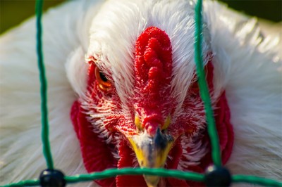 Japan govt decides to cull about 330,000 chickens in Aomori Prefecture over bird flu