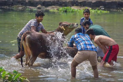 Goru Bihu marks the start of the Rongali Bihu festivities in Assam