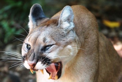 US: Mountain lion attacks couple relaxing in hot tub during Colorado vacation