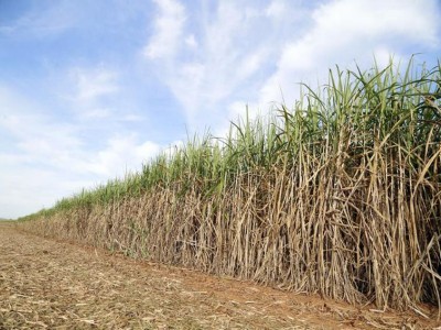 'Sudden' prohibition on using sugarcane juice for ethanol puts Rs 15,000 crore investment at risk, says ISMA