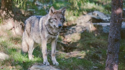 Woman jogging in animal park located close to Paris attacked by wolves