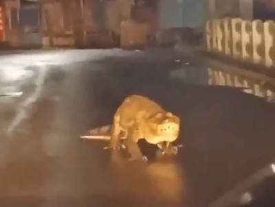 Maharashtra: Crocodile caught on camera moving on the road in Ratnagiri amid heavy rainfall