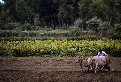 All-India Consumer Price Index for Agricultural Labourers at 7% in May