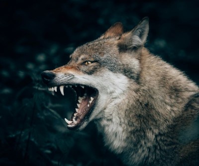 Uttar Pradesh: 13-year-old hurt after wolf attacks him in Bahraich