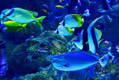 Canada: Tropical fish worth thousands of dollars stolen from Ottawa Valley restaurant