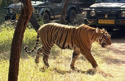 Rajasthan forms probe committee after 25 tigers go missing from Ranthambore National Park