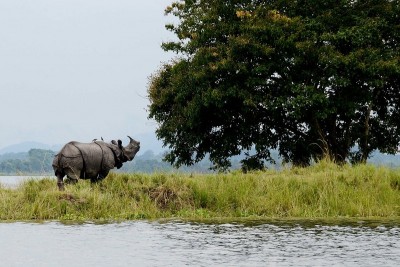 Assam's Kaziranga National Park registers highest revenue in 50 years