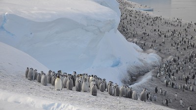 Scientists find four new  previously unknown emperor penguin colonies from satellite images of Antarctica