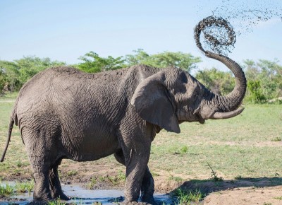 Sri Lanka: Elephant goes on rampage during religious procession, 13 hurt