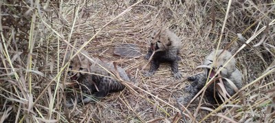 'Purrs in the wild!' Namibian Cheetah Aasha births three cubs in MP's Kuno National Park