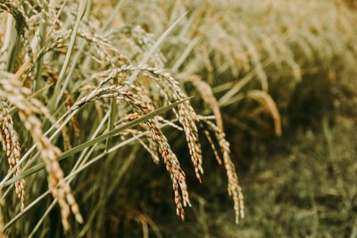 Centre likely to review restrictions on rice export ban in Sept if monsoon favourable: Report