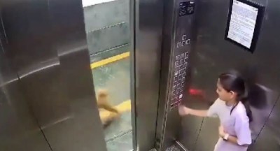 Pet dog bites girl inside Noida housing society lift, video goes viral