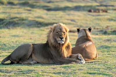 'Why name lions after Sita and Akbar?' Calcutta HC asks Bengal govt to rename them