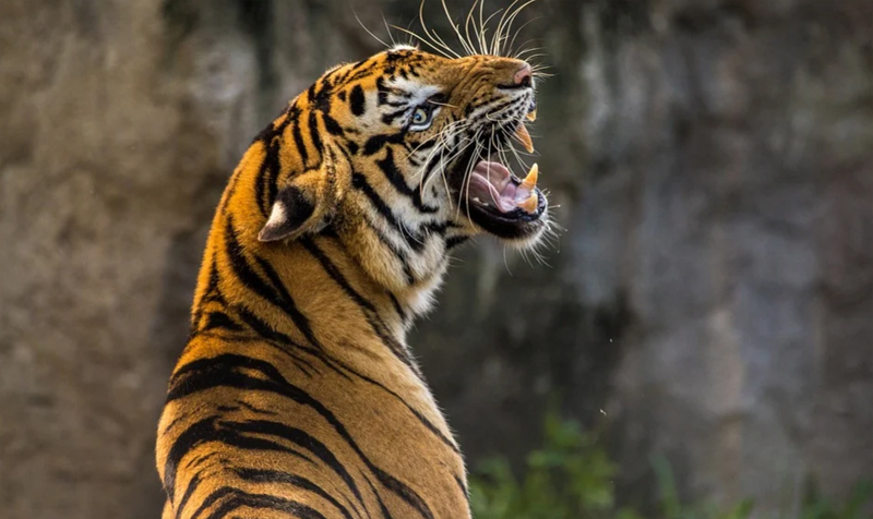 India’s iconic Jim Corbett National Park records highest density of tigers in world