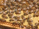 Bee deaths a major concern: Environmentalists