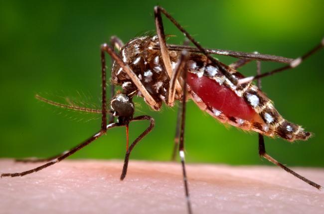 Zika virus an international public health emergency: WHO