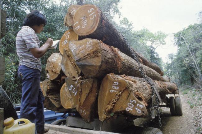 UN agricultural agency and European Union step up efforts to combat illegal timber trade 