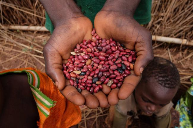 UN agencies provide seeds and food to break hunger cycle in Central African Republic 