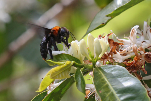 Countries urged to prioritize protection of pollinators to ensure food security at UN biodiversity conference