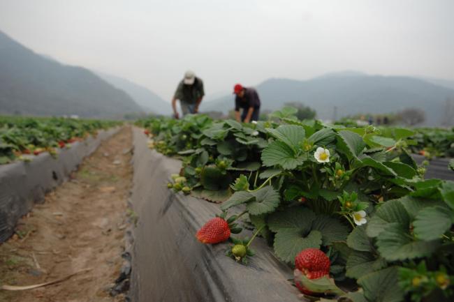 Latin America and Caribbean falling off â€˜zero hungerâ€™ path towards 2030 â€“ UN report