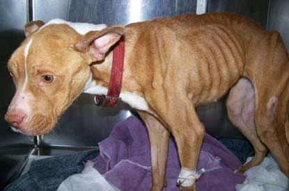 Canada: An abused and malnourished dog found on Scarborough street